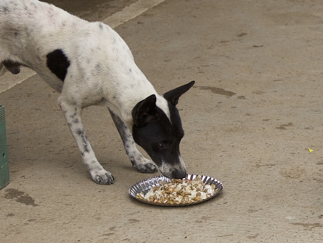 Stray Feeding Program